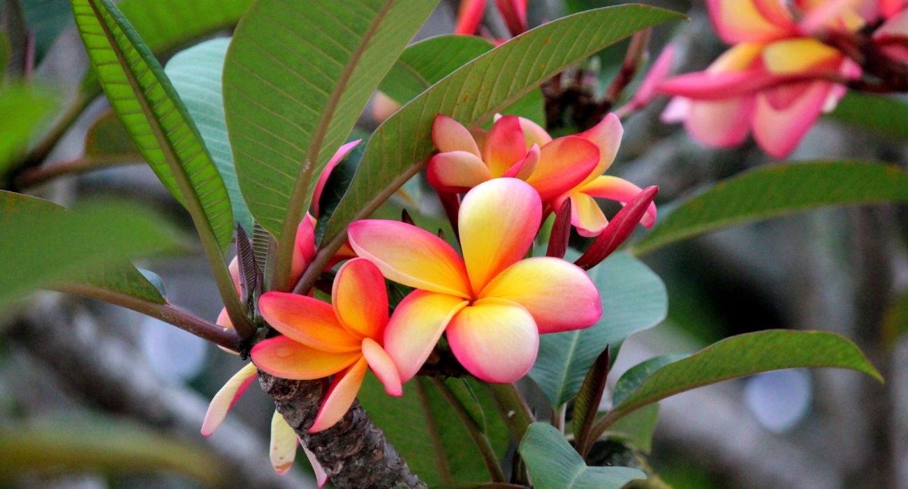 melhores flores coloridas para jardim de inverno