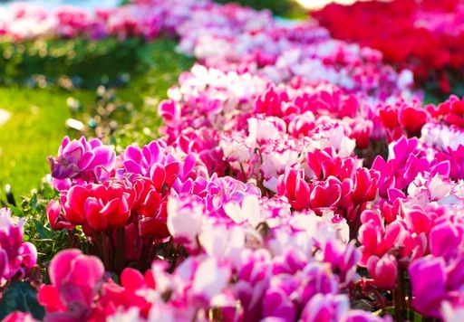 flores para jardim de inverno