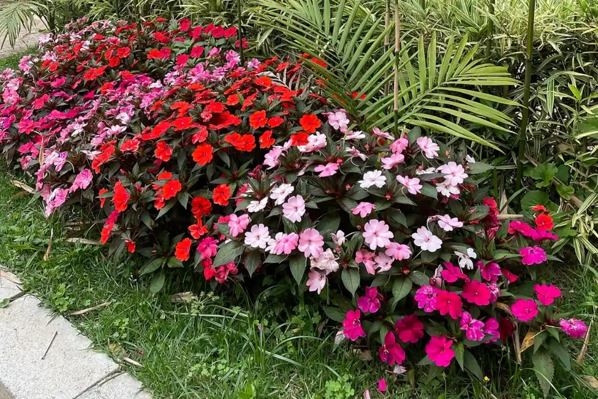 melhores flores coloridas para jardim de inverno