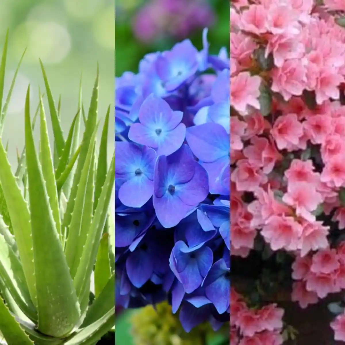 por que minhas flores de jardim de inverno nao florescem