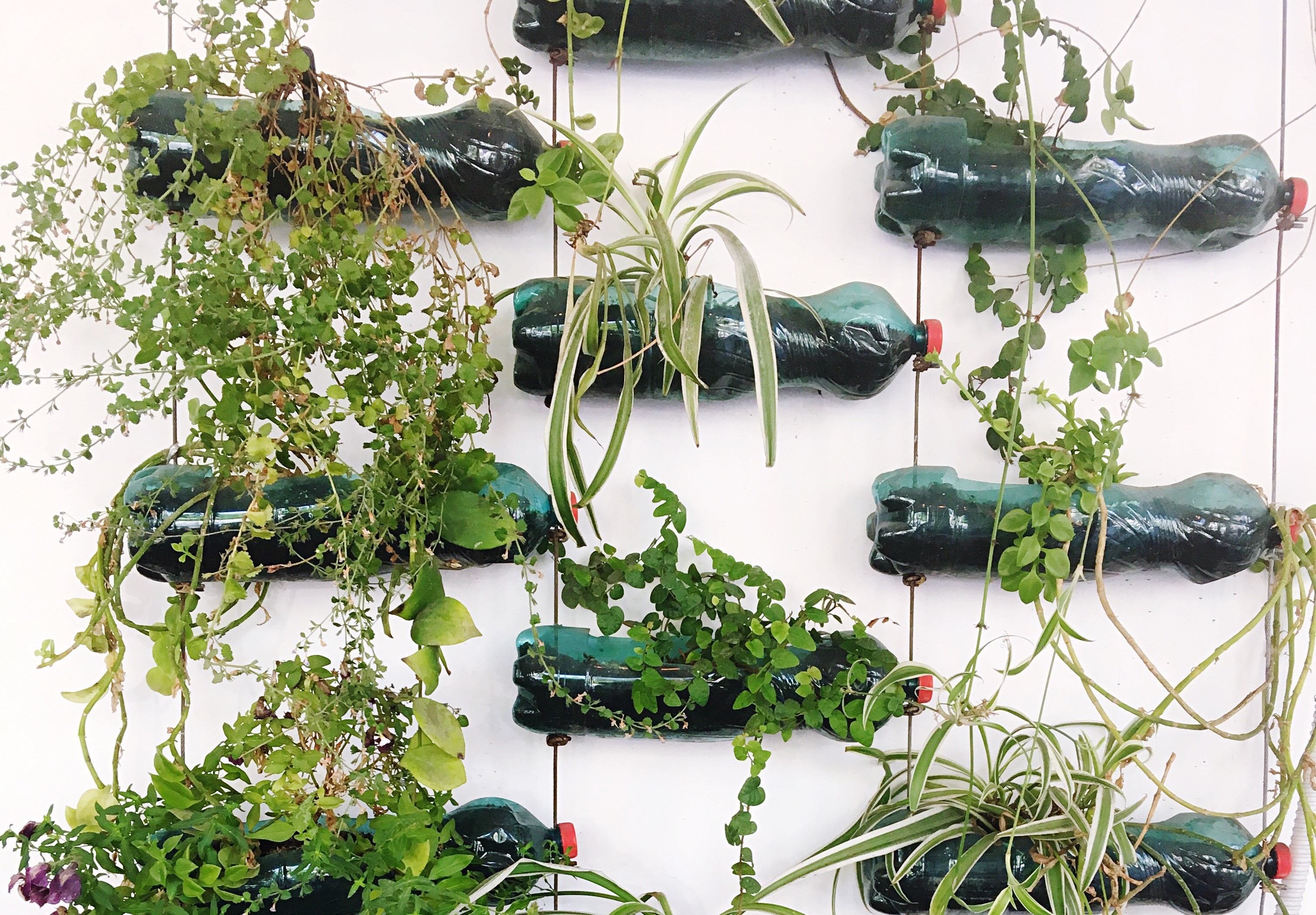 flores para plantar em garrafa pet