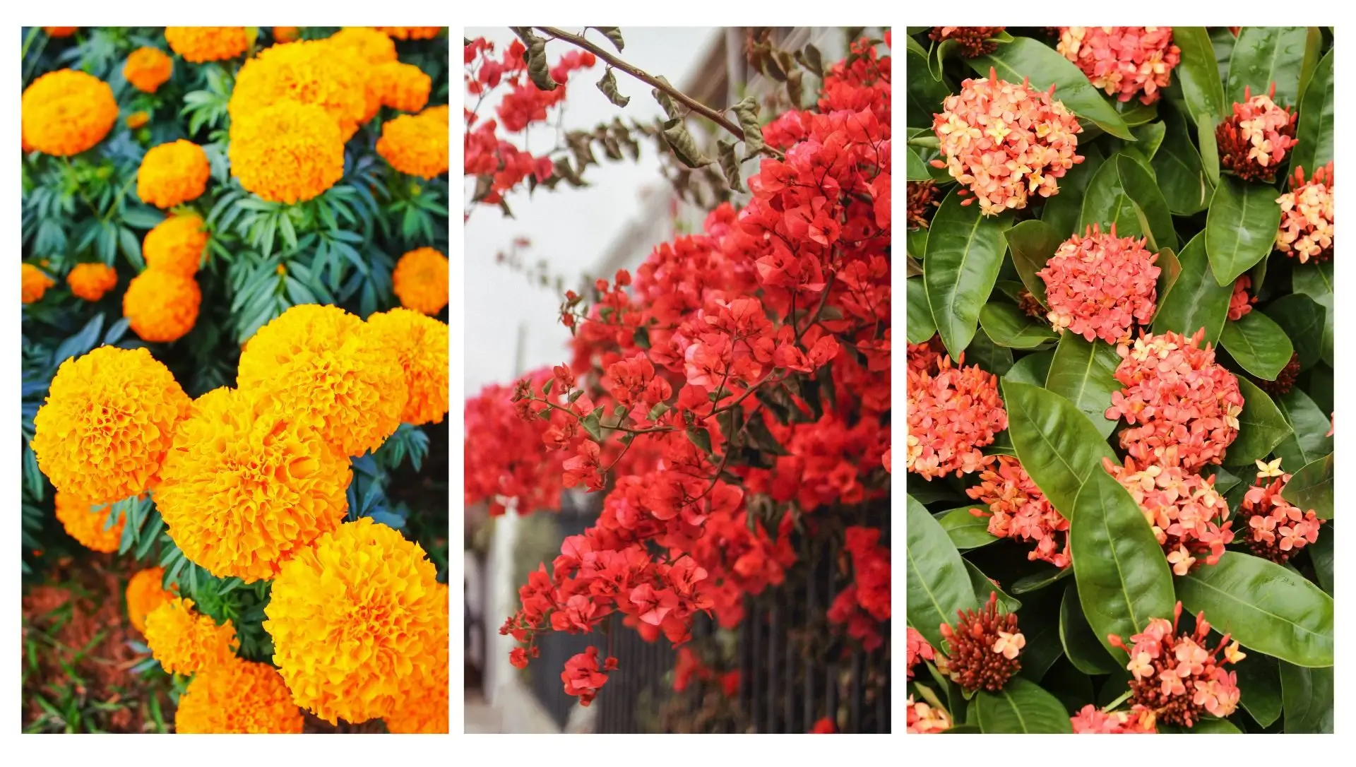 flores perenes