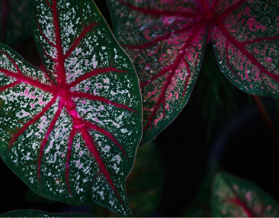 plantas de sombra com folhagem colorida