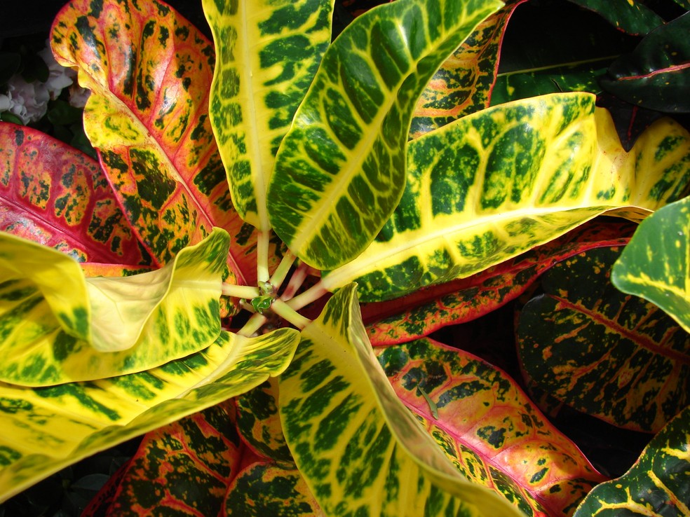 folhagens coloridas para jardim externo