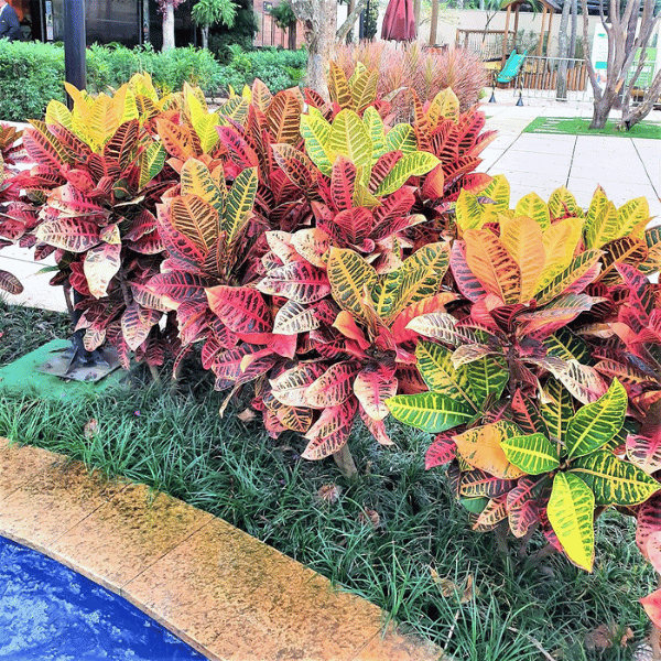 plantas de sombra com folhagem colorida