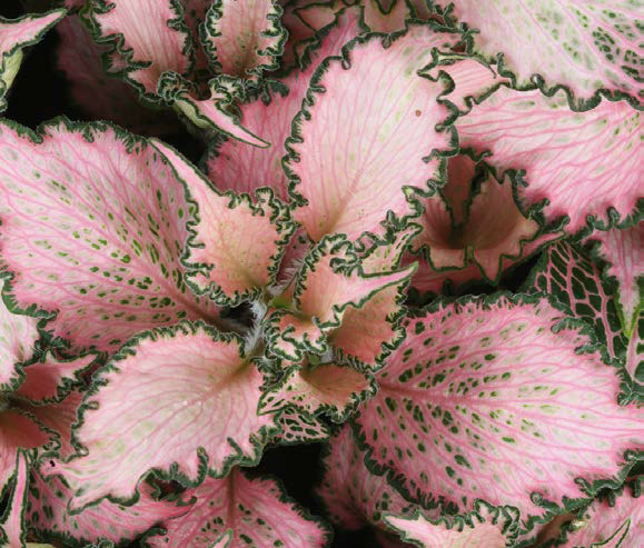 folhagens coloridas para jardim externo