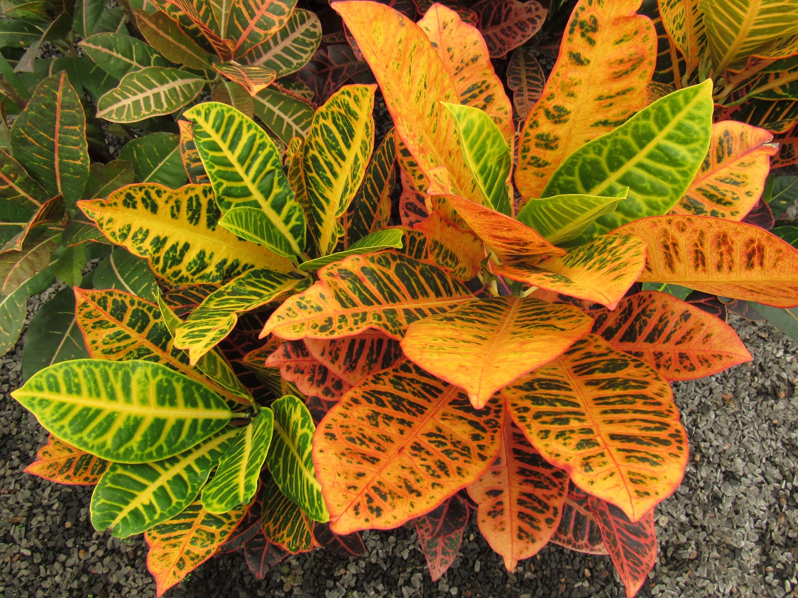 plantas coloridas para interiores