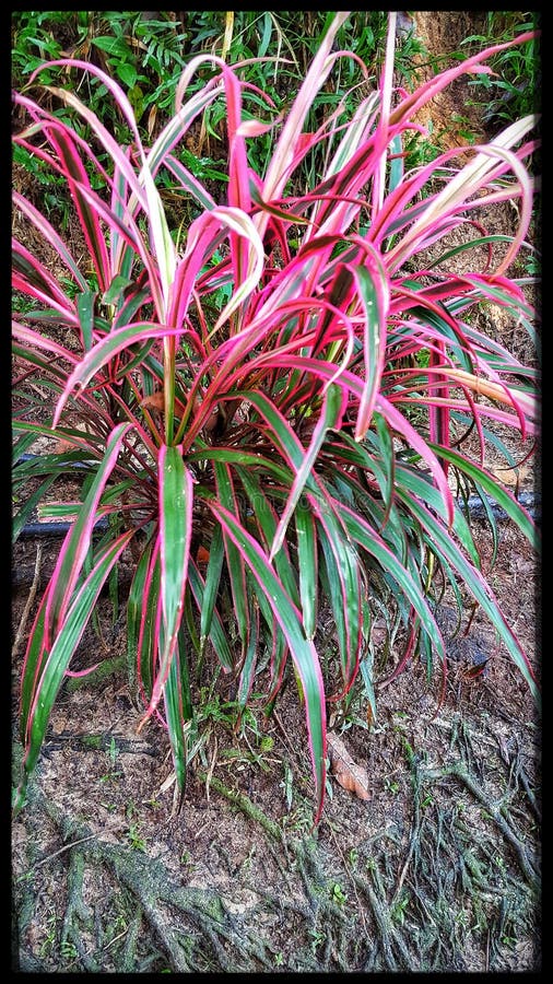 decoração com folhagens coloridas
