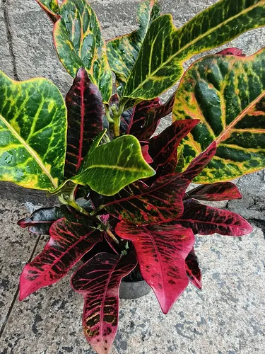 plantas de meia sombra com cor