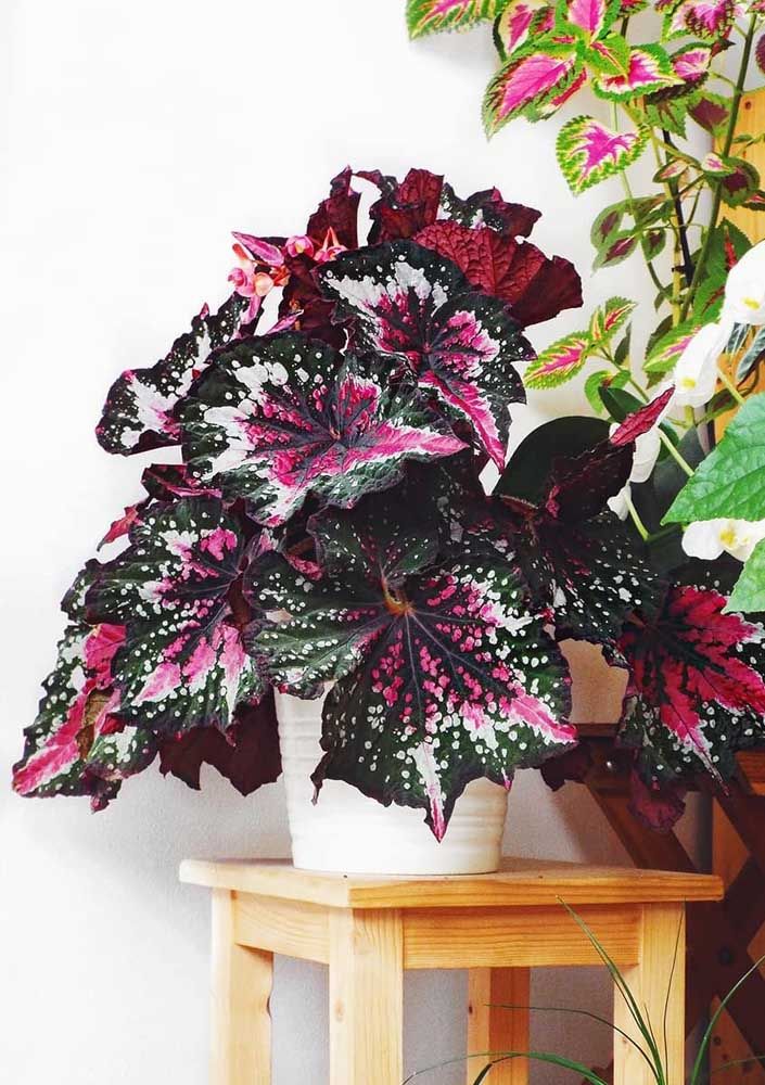 jardim com folhagens vibrantes