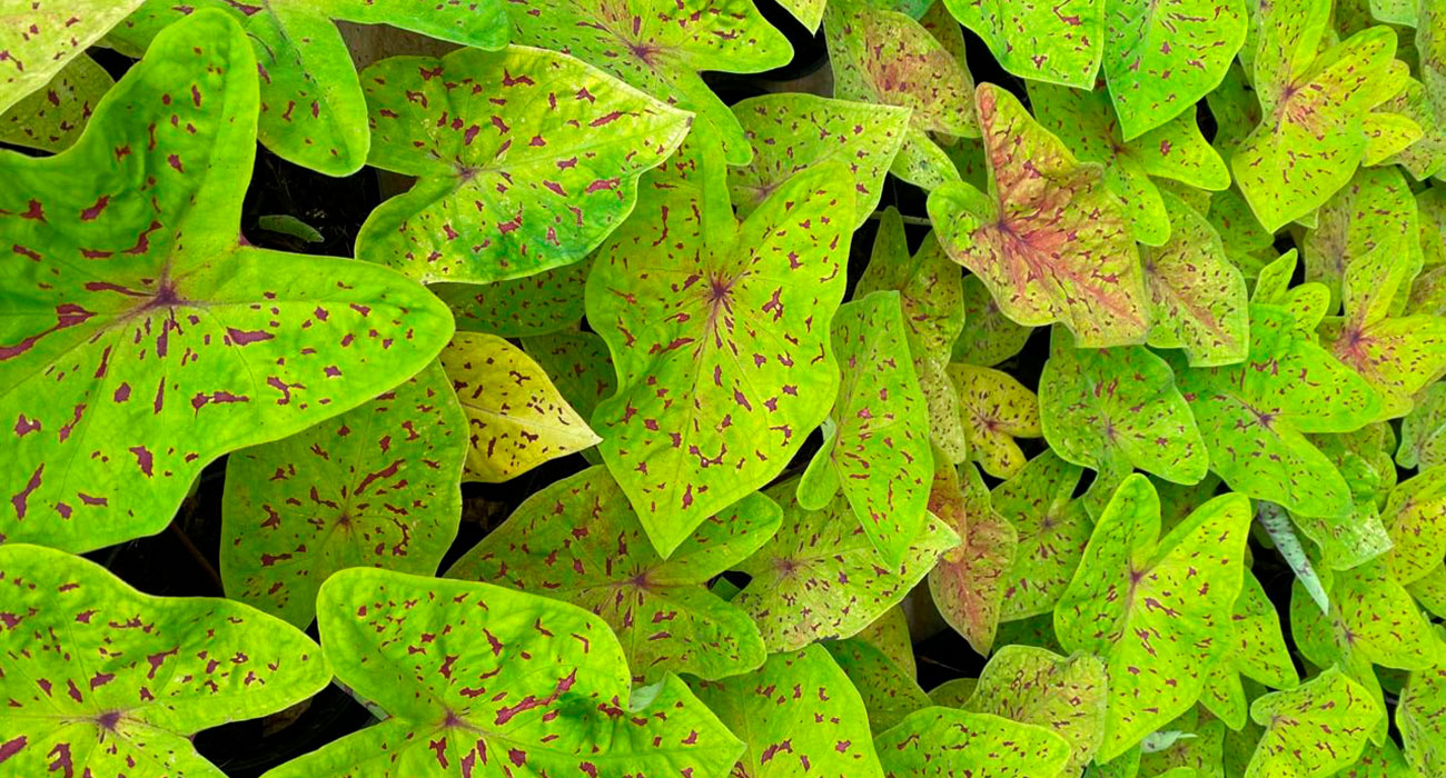 plantas de interior com folhas estampadas