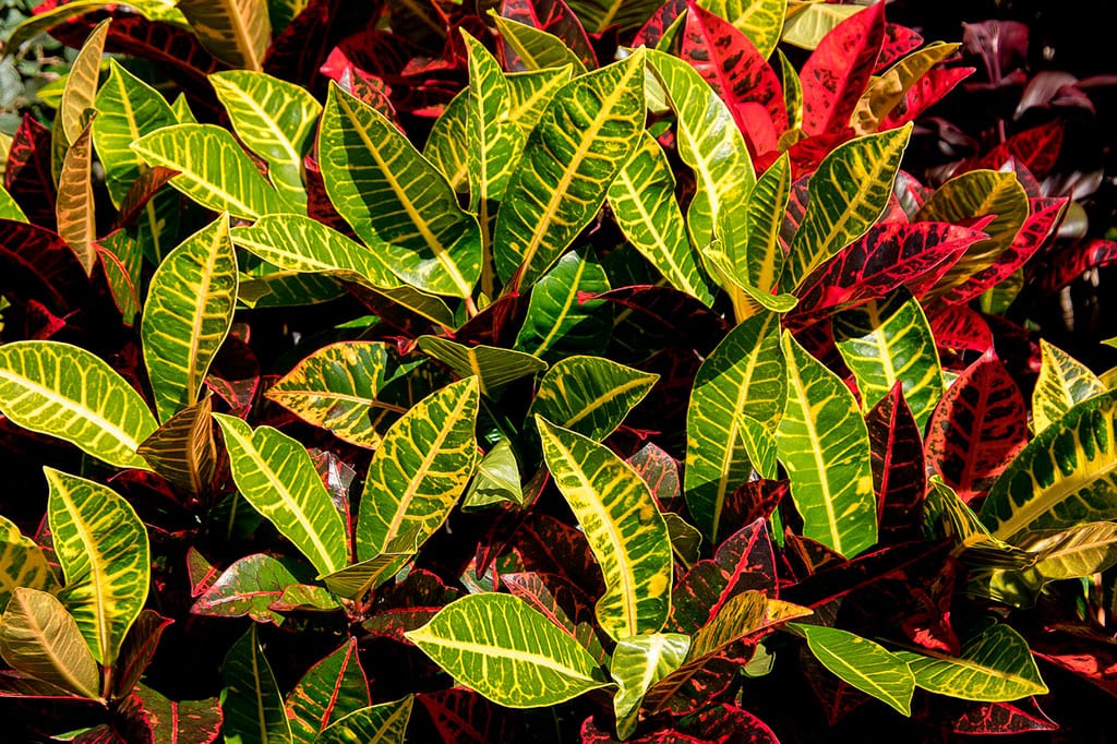 plantas coloridas para interiores