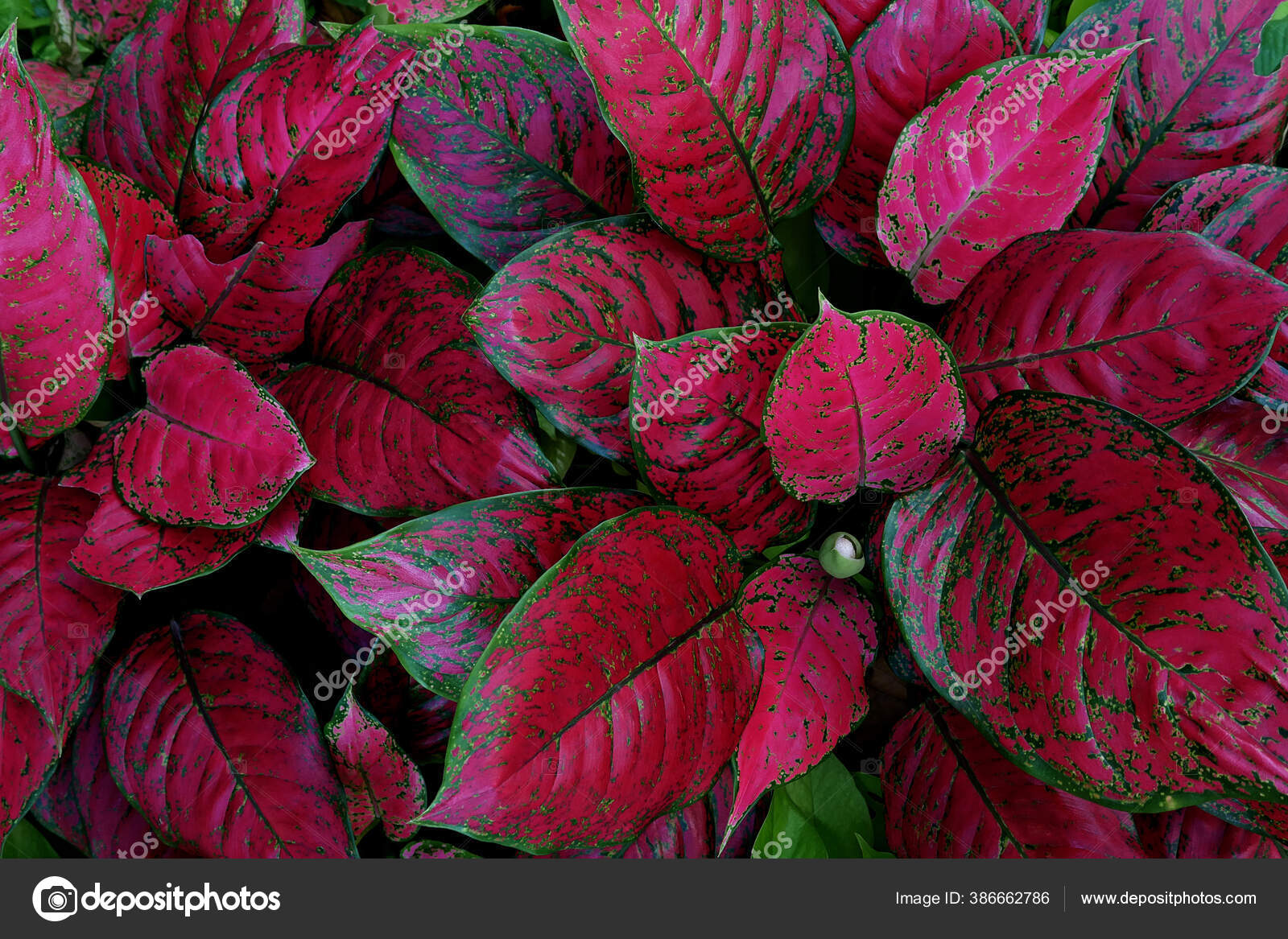 plantas de sombra com folhagem colorida