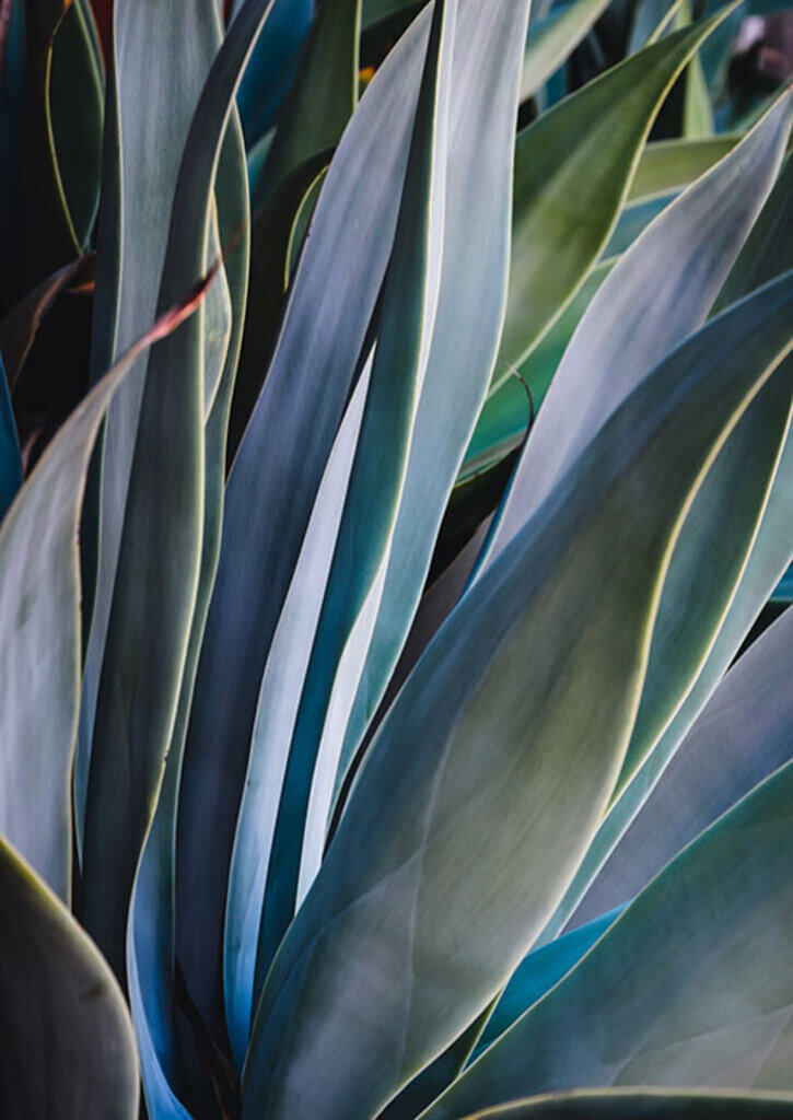 folhagens coloridas para jardim externo