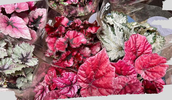 plantas coloridas para interiores