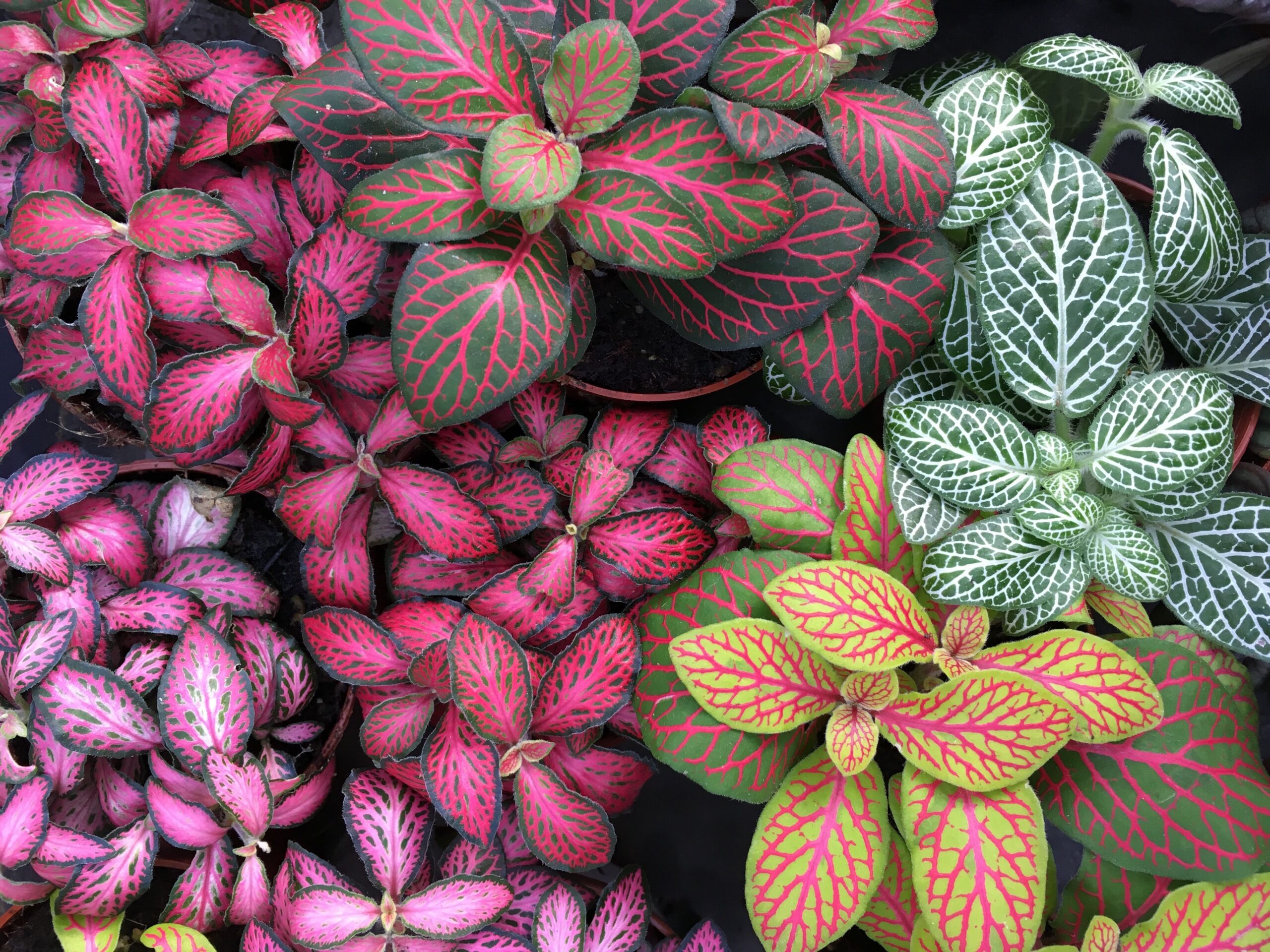 plantas com folhas coloridas o ano todo