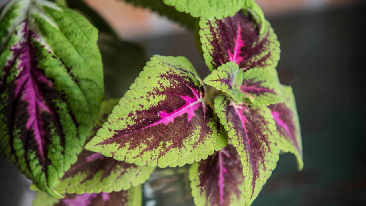 plantas de meia sombra com cor
