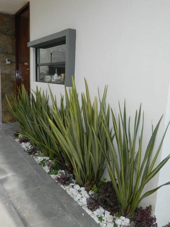 melhores variedades de formio para jardim