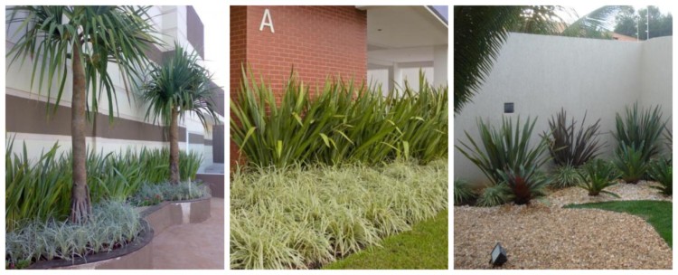 erros comuns ao plantar formio