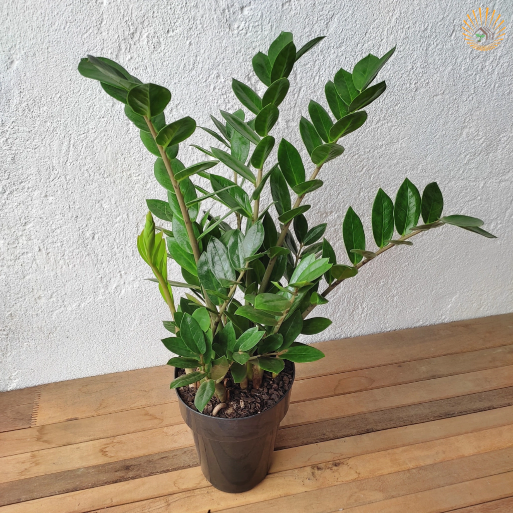 como cuidar da flor da fortuna