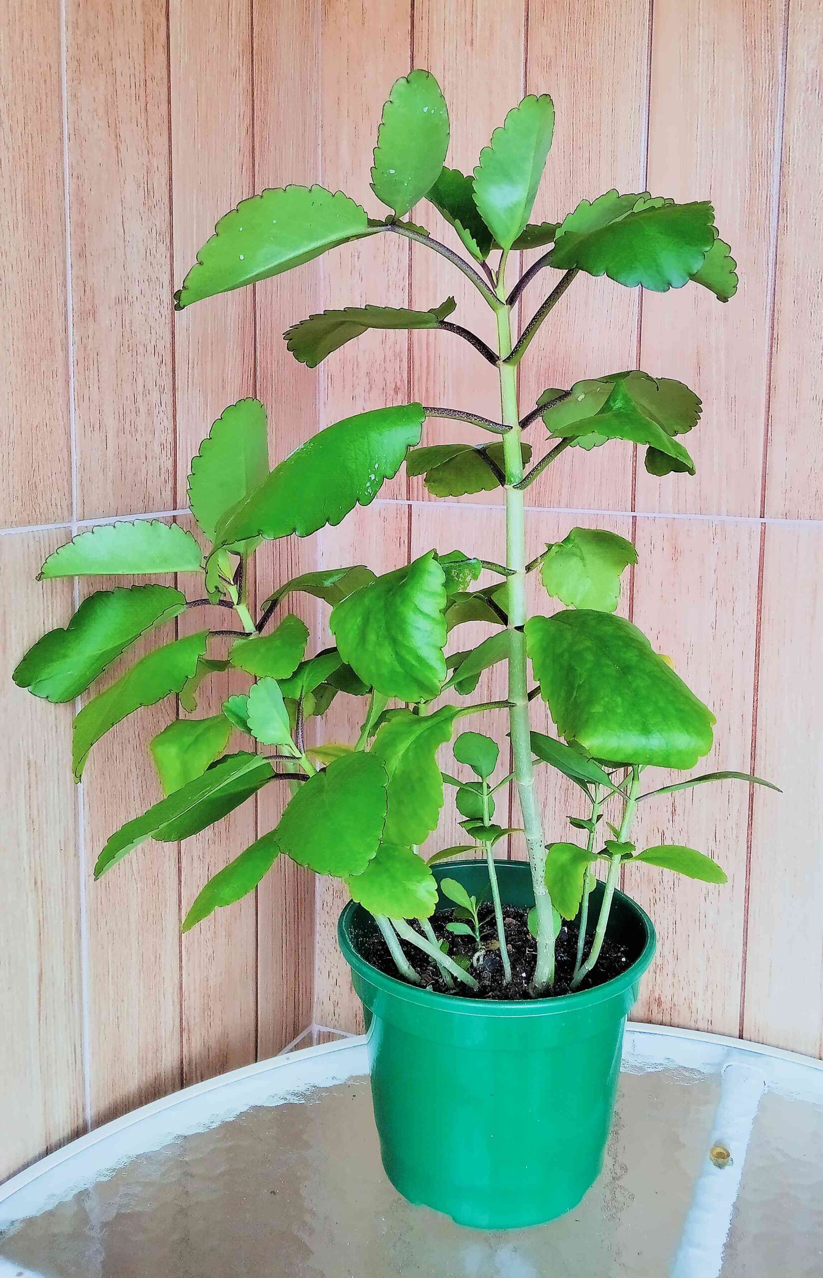 kalanchoe