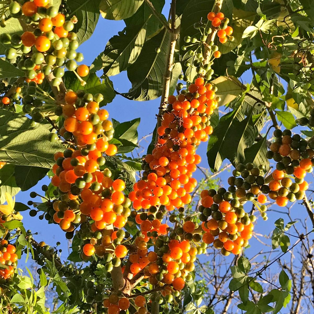 fruta de sabiá
