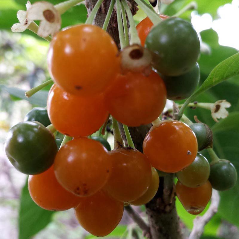 acnistus arborescens