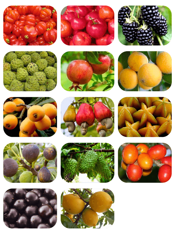 frutíferas para apartamento