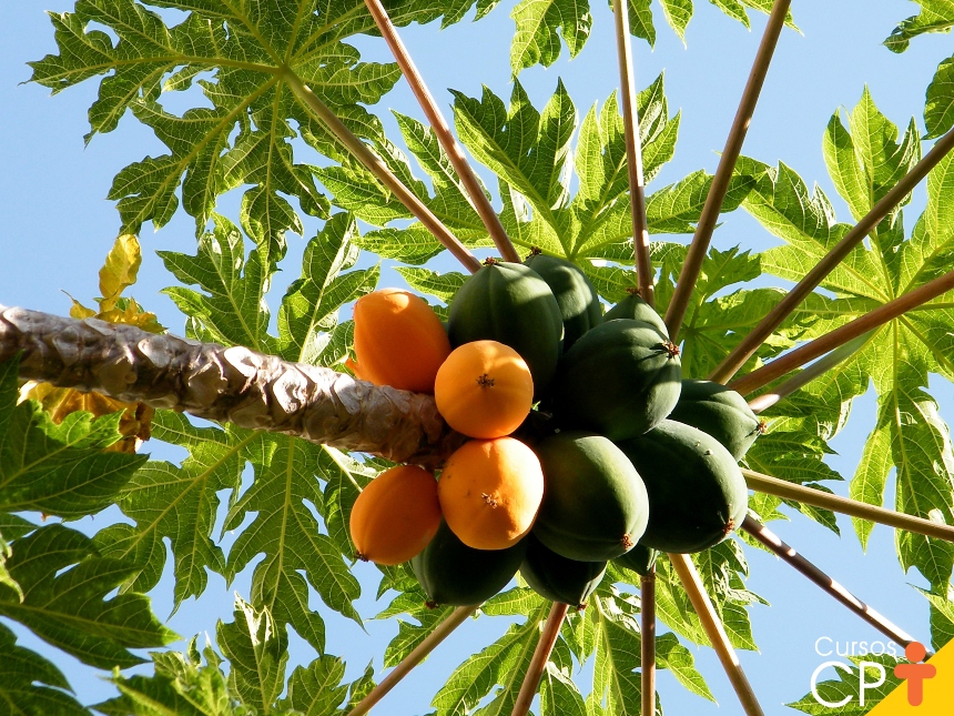 frutíferas de crescimento rápido