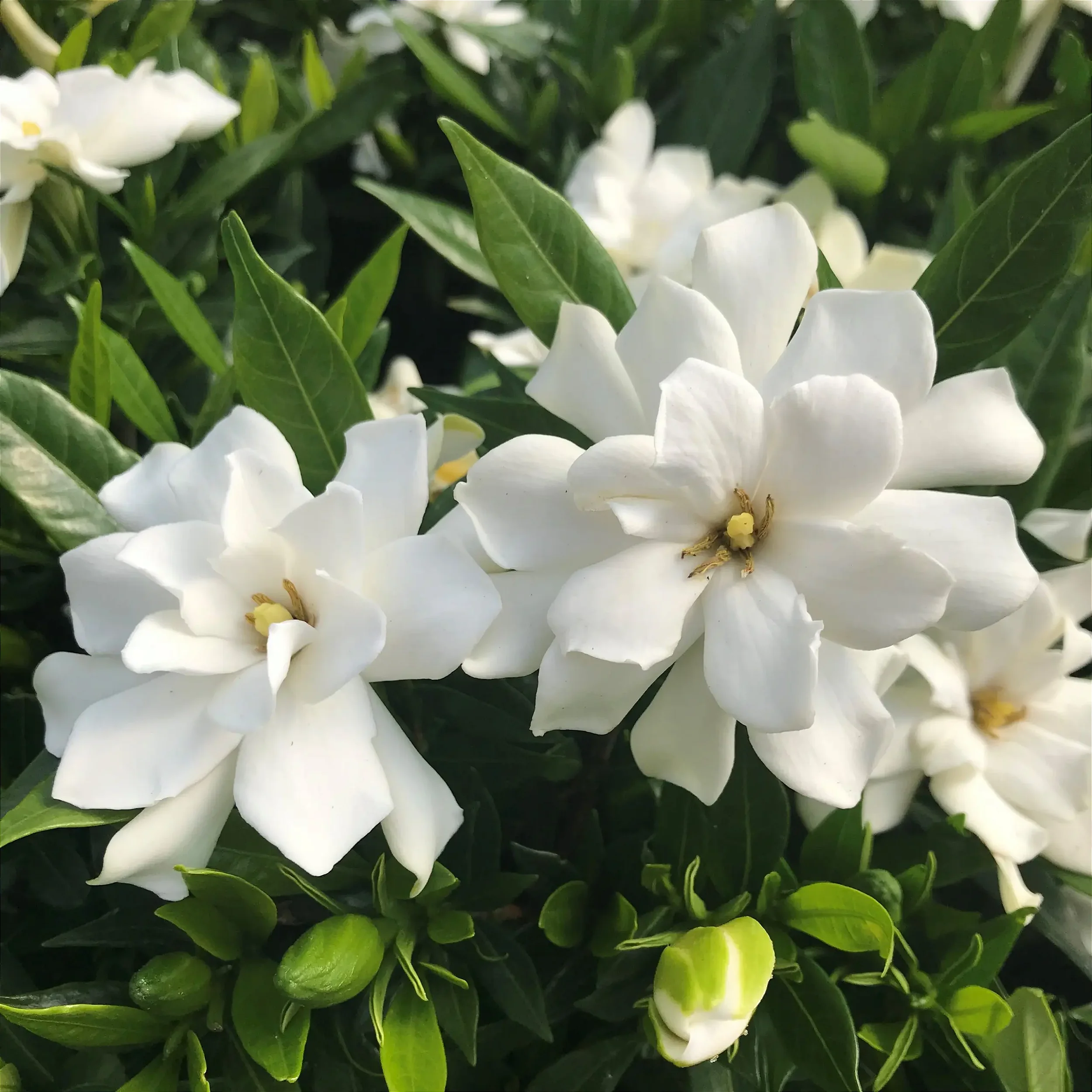 Cape Jasmine