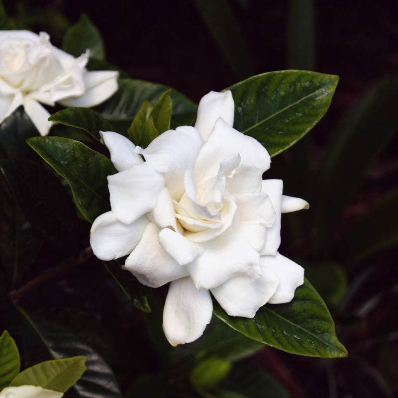 Gardenia grandiflora