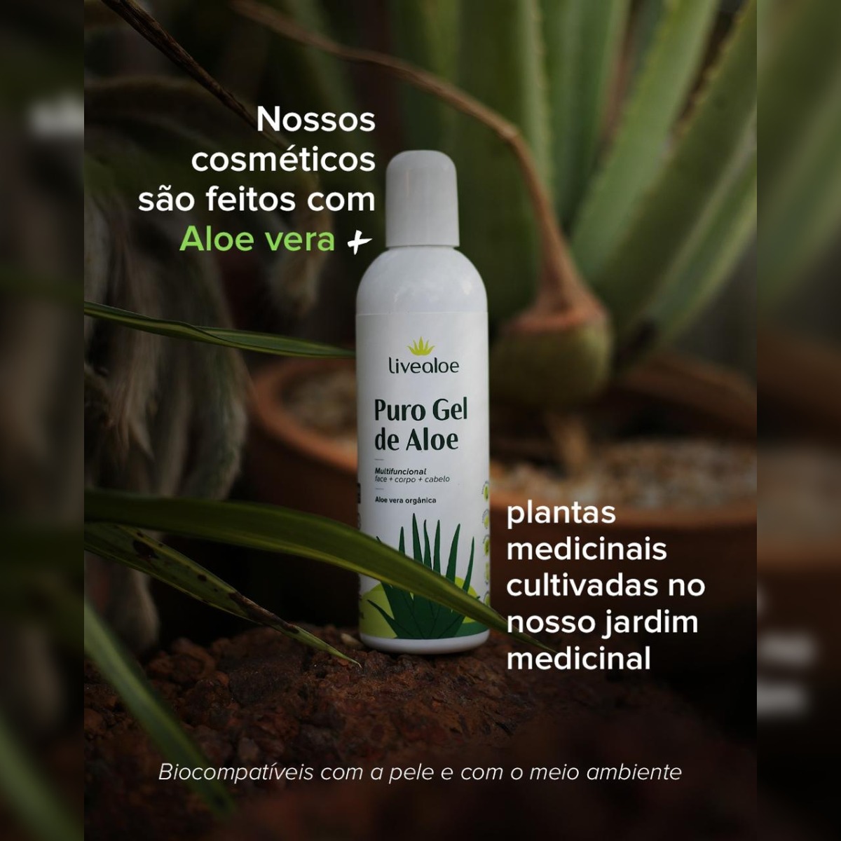 aloe vera cabelo