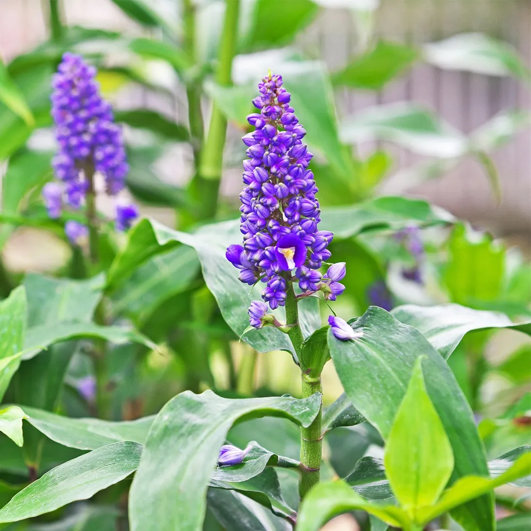 Dichorisandra thyrsiflora cultivo