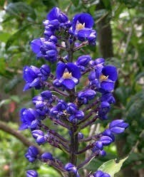 Dichorisandra thyrsiflora propriedades