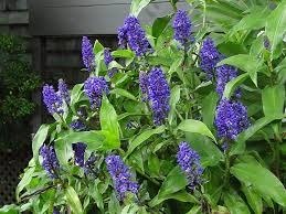 Gengibre azul cuidados
