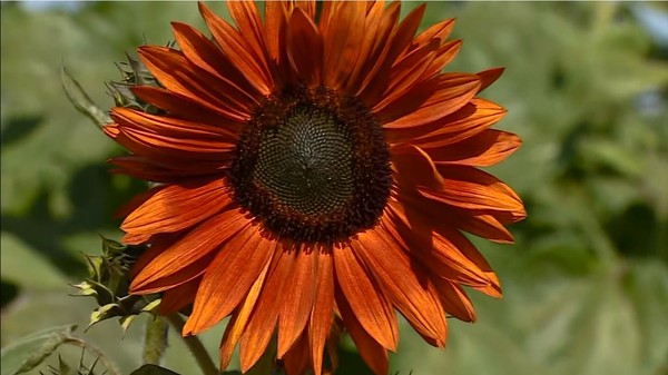 melhores dicas para plantar girassol vermelho em casa