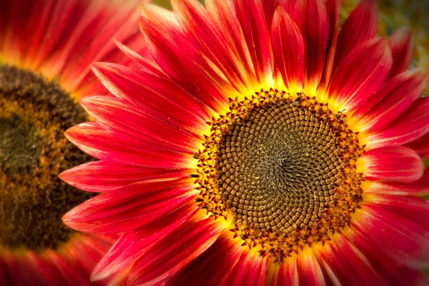 custo para comprar sementes de girassol vermelho