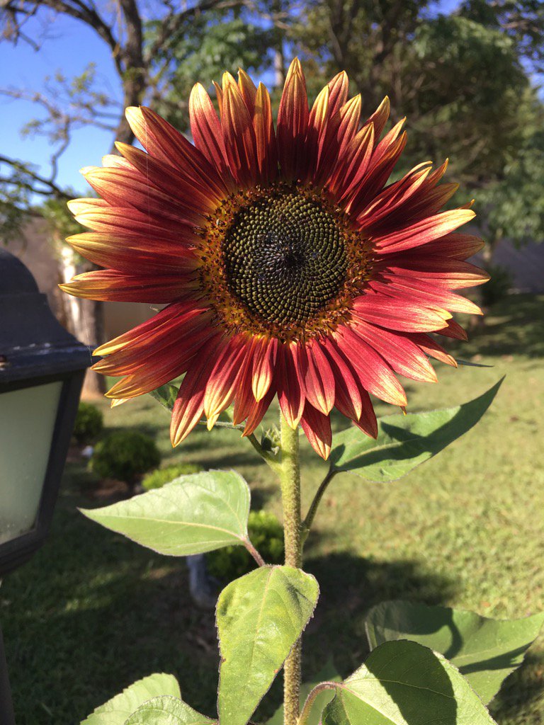 como cuidar de girassol vermelho em vaso