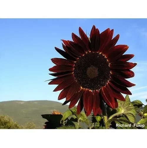 melhores dicas para plantar girassol vermelho em casa