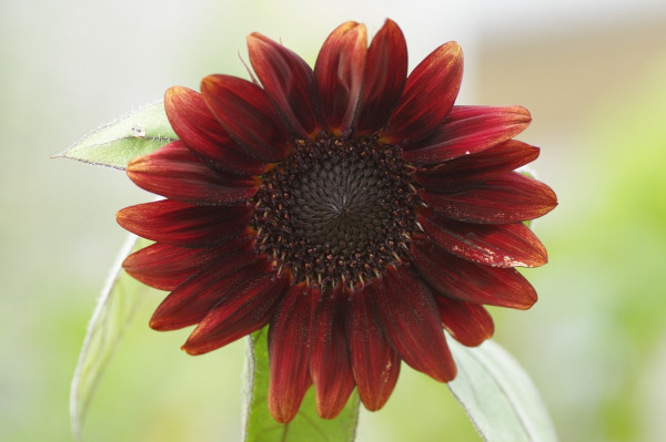 erros comuns ao cultivar girassol vermelho e como evitar