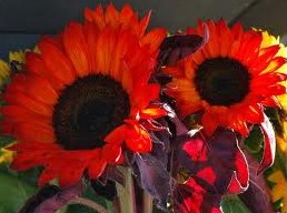 girassol vermelho vs girassol amarelo qual escolher