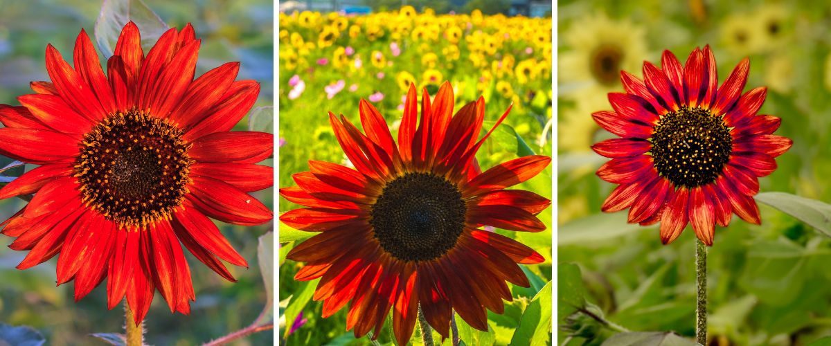 como cuidar de girassol vermelho em vaso