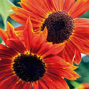 erros comuns ao cultivar girassol vermelho e como evitar