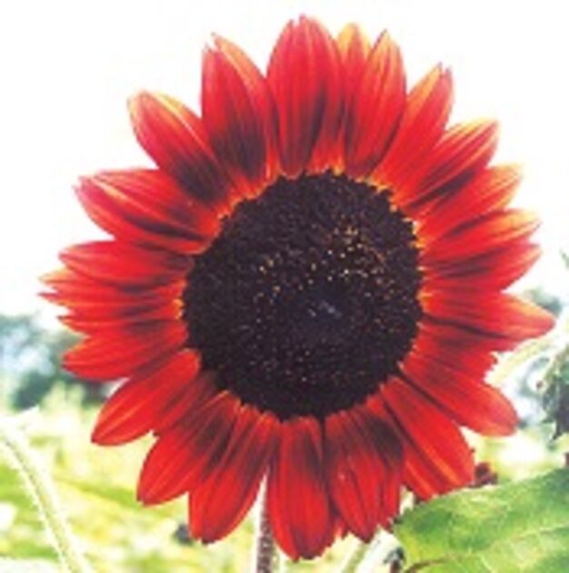 erros comuns ao cultivar girassol vermelho e como evitar