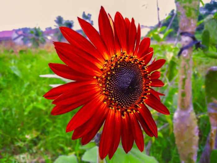 melhores dicas para plantar girassol vermelho em casa