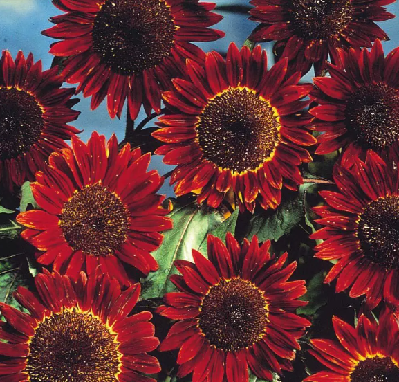 erros comuns ao cultivar girassol vermelho e como evitar