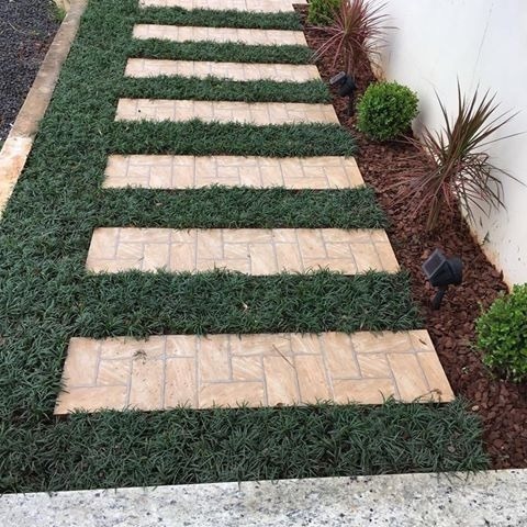 erros comuns ao plantar grama preta anã