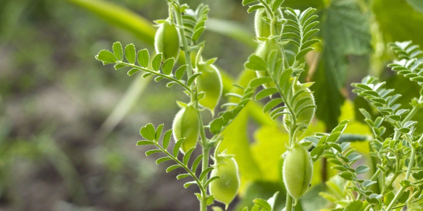 época de plantar grão de bico