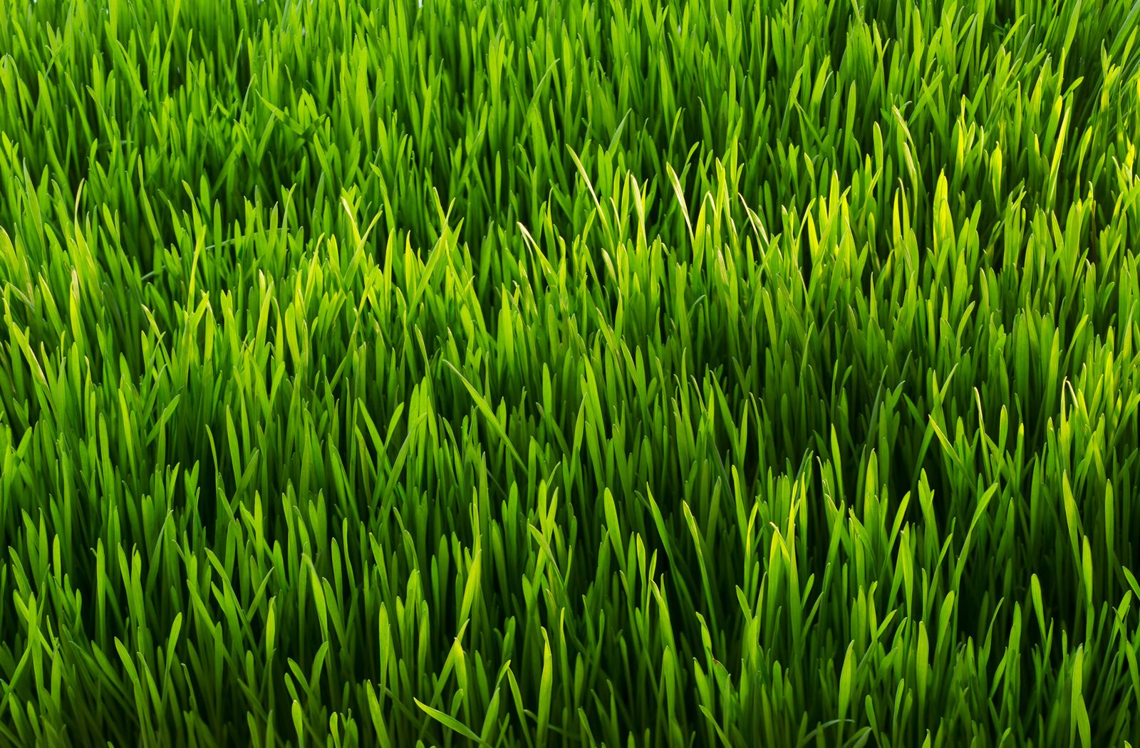 tipos de grama para jardim