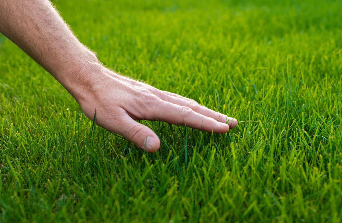 como deixar o gramado verde e bonito